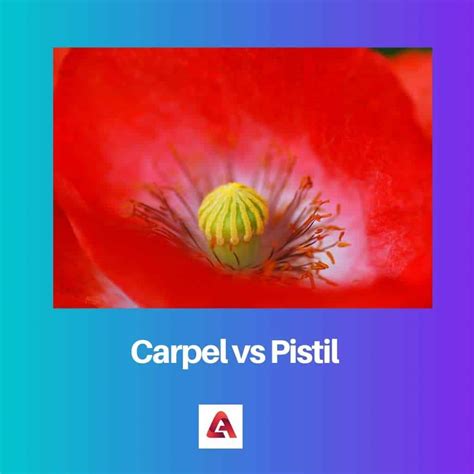 Carpel vs Pistil: Difference and Comparison