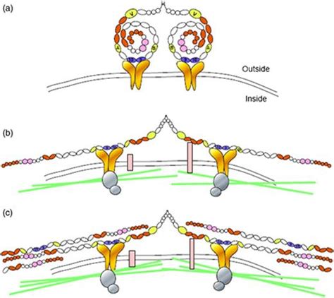 Proposed Model For The Interaction Between Fibronectin And α5β1 In The