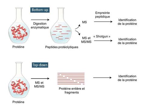 Les Approches Didentification Et De Caractérisation Des Protéines Par