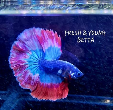 Halfmoon Betta Ikan Laga Murah Betta Fish Assorted Lazada