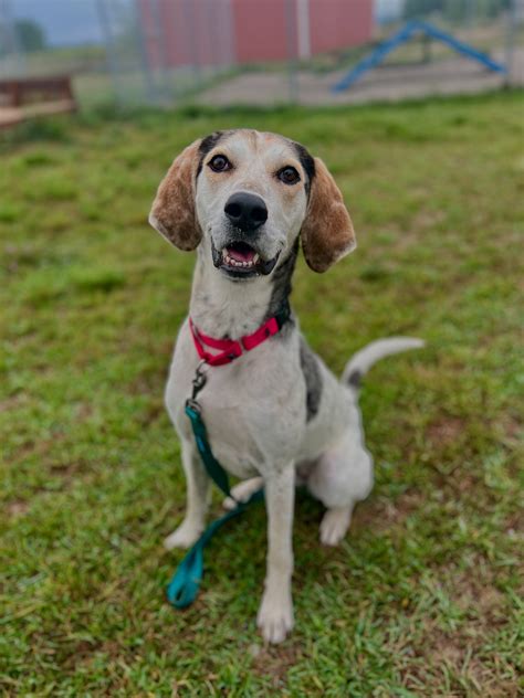 cherryland humane society facebook 6