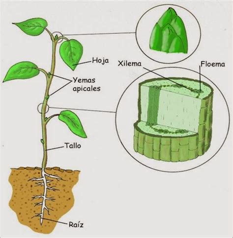 Diana Romero Biolog A Iii Pr Ctica No Estructuras Que