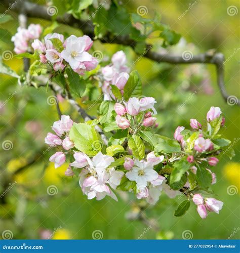 Flores De Manzana Rosa Y Blanca Con Primavera Amarilla En El Fondo Foto