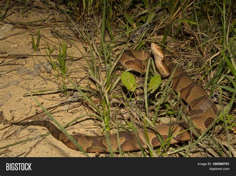 Southern Copperhead Image & Photo (Free Trial) | Bigstock