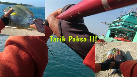 Panikkk Semua Di Buat Repot Dengan Ulah Ikan Ini Dari Putus Senar