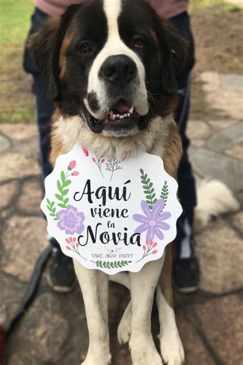 ¿cómo Incluir A Su Mascota En El Casamiento Perros Para Boda Boda