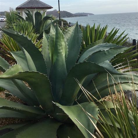 CHUXAY GARDEN Agave Salmiana Semillas De Agave Ferox Maguey Pulquero