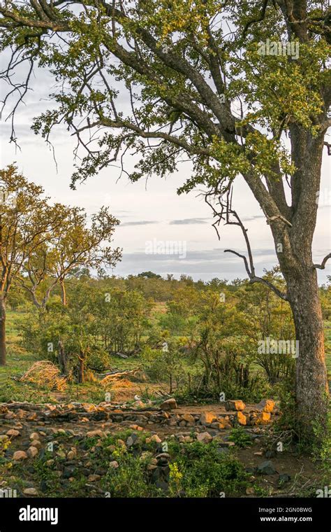 African Bushes Kruger National Park Safari Landscape Stock Photo Alamy