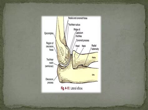 Elbow Joint X Ray Projections Ppt