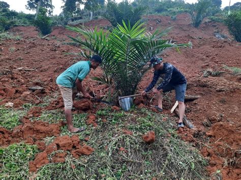 Pengendalian Gulma Koramil Kumanis Di Perkebunan Sawit Kodim Ss