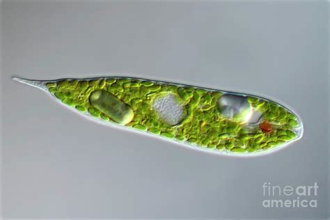 Lepocinclis Protist Photograph By Frank Foxscience Photo Library Fine Art America