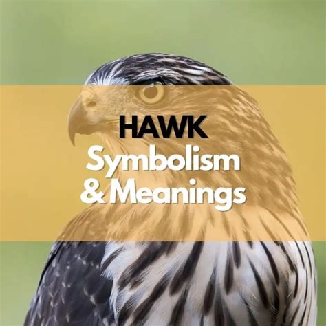 Hawk Symbolism Meanings And History Symbol Genie