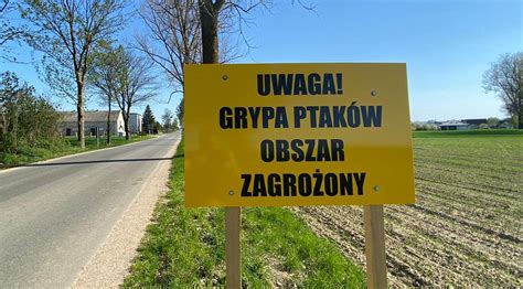 Wraca zagrożenie ptasią grypą Ostrzeżenie także dla powiatu