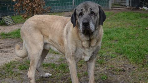 Tierheim Hannover Gibt es ein Happy End für Hund Duman