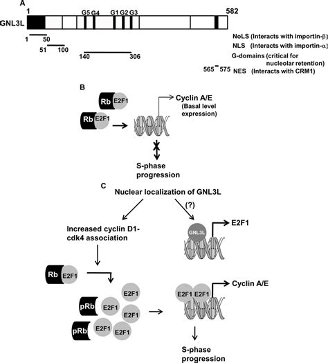 Proposed Model For Gnl L Function During Cell Proliferation A Gnl L