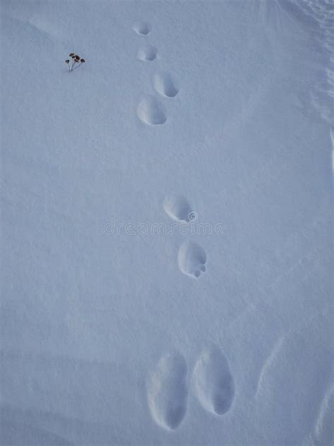 Animal footprints on snow stock photo. Image of frosty - 143140886