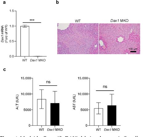 Figure 1 From Hepatocyte Dax1 Deletion Exacerbates Inflammatory Liver Injury By Inducing The