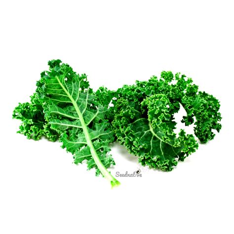 Brassica Oleracea Var Sabellica Kale 1000 Semillas