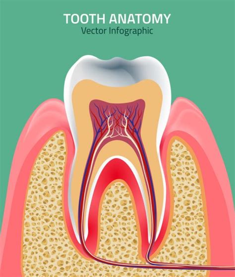 Gum Disease Stages Teeth Infographic Stock Vector By Annyart 108162460