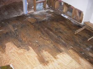 How to Prevent Mold and Wood Rot After Water Damage