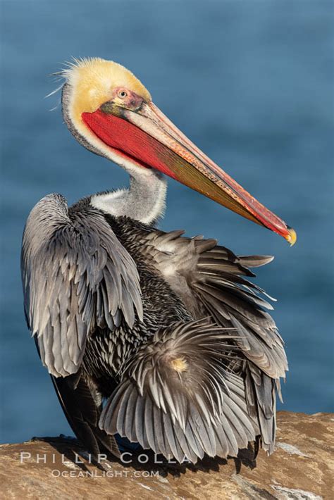 Brown Pelican Uropygial Gland Pelecanus Occidentalis Californicus