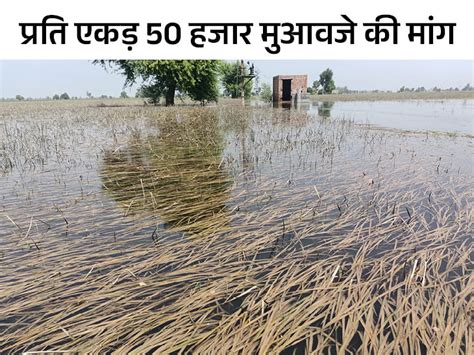 Heavy Damage Due To Flood In Fazilka फाजिल्का में बाढ़ से भारी नुकसान