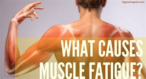 Muscle Fatigue: What Is it & How To Recover From Muscle Weakness