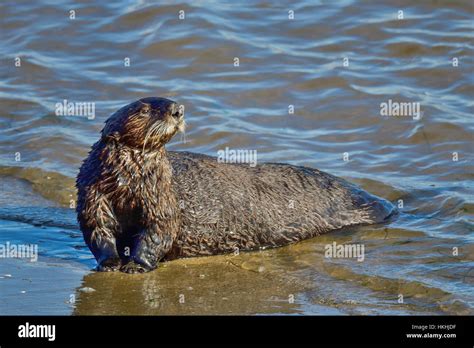 California Sea Otter Stock Photo - Alamy