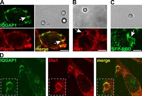 Iqgap Rho Gtp And Dia Are Components Of The Phagocytic Cup Raw