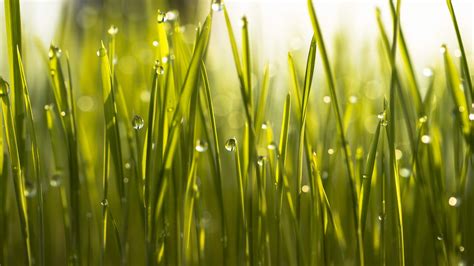 Morning Dew Drops Grass Wallpapers Wallpaper Cave