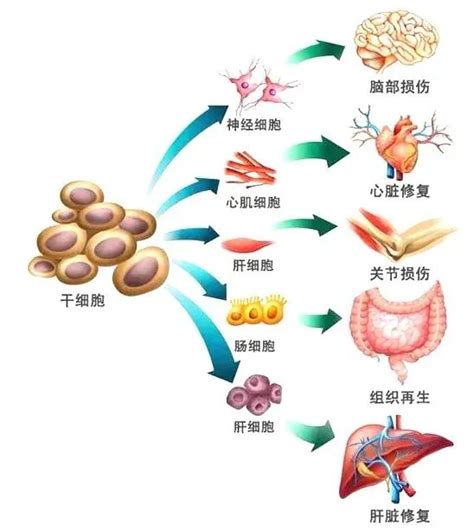 【科普】不可不知的干细胞分类 知乎