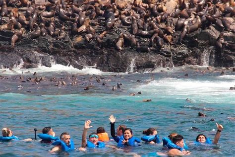 2023 Swimming With Sea Lions In The Palomino Islands