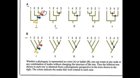 How To Read Phylogenetic Trees