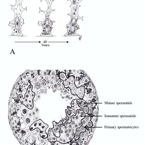 A The Storage Of Lipid Droplets Of Different Size And Composition In