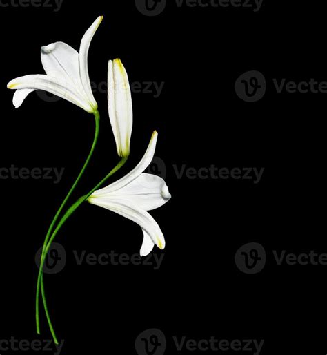 white lily flower on a black background 9847551 Stock Photo at Vecteezy