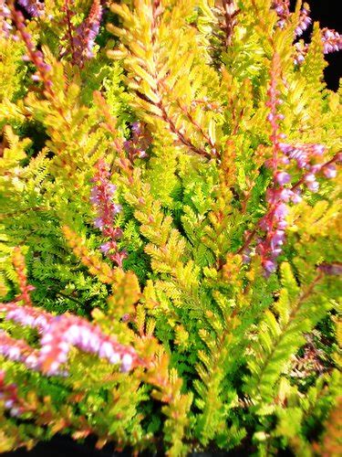 Calluna Vulgaris Multicolor Multicolor Heather Plant Lust