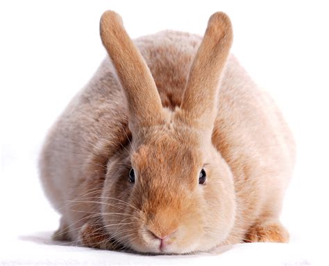 Portraits Of Minnesota State Fair Rabbits