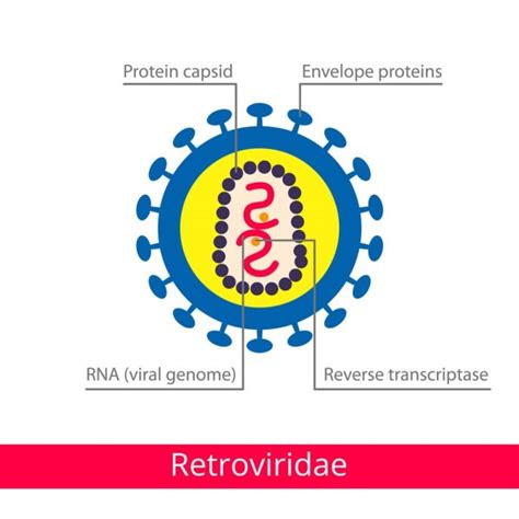 Herpesviridae. Classification of viruses. Stock Vector by ©Marina_Mandarina 157180570