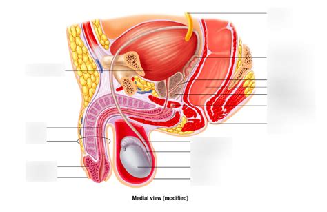 Male reproductive anatomy: Medial View Diagram | Quizlet