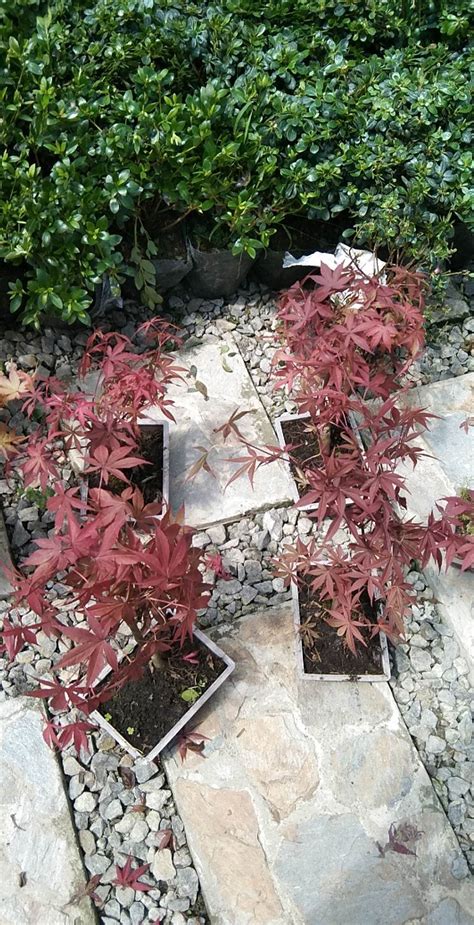 Japanese Maple Acer Palmatum Lunti Plant Nursery