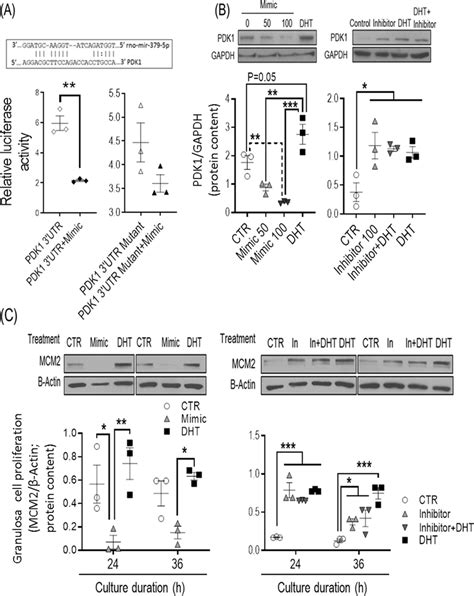 Mir P Regulates Rat Granulosa Cell Proliferation Through Pdk