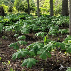 Podophyllum Peltatum 1 Mayapple Scioto Gardens Nursery