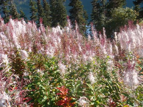 Beautiful Plant Found In The Yukon