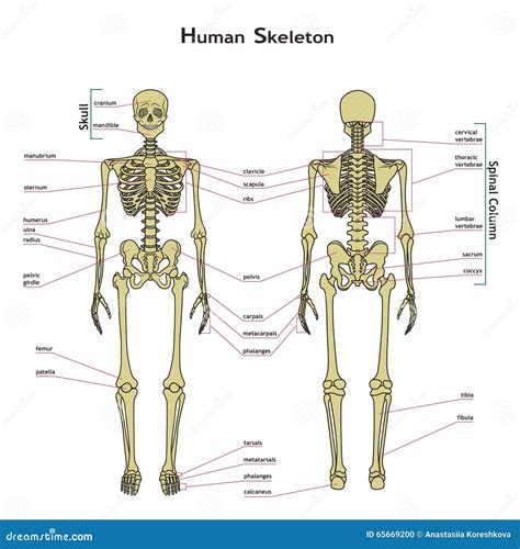 Human Skeleton Labeled Diagram Back View