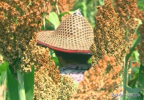 種植高粱，高粱其它若干重要性狀的育種，可以提高鳥害抗性 每日頭條