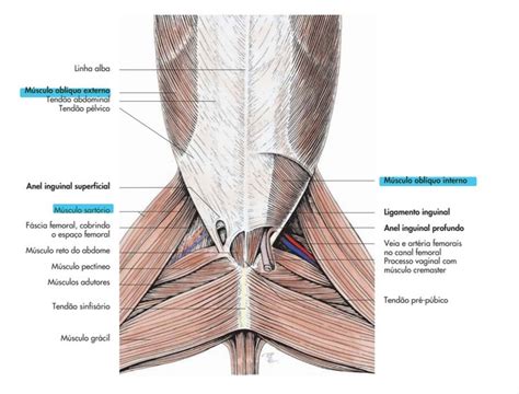 Músculos da parede abdominal e do lado femoral medial Medicina