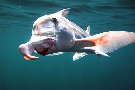 Quimeras Mediterraneas Catsharks