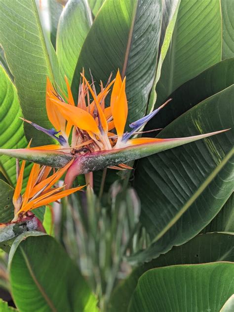 Bird Of Paradise Care And All About This Stunning Wildly Popular Houseplant