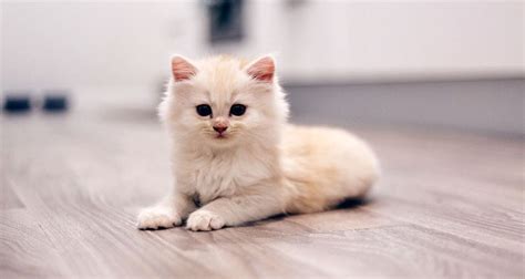 Cheristin for Cats: Dosage, Safety & Side Effects - Cats.com