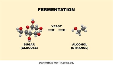 Fermentation Process Alcohol Production Yeast Using Stock Illustration